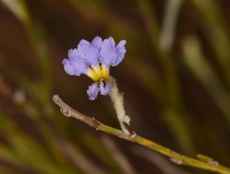 Dampiera lanceolata var. lanceolata