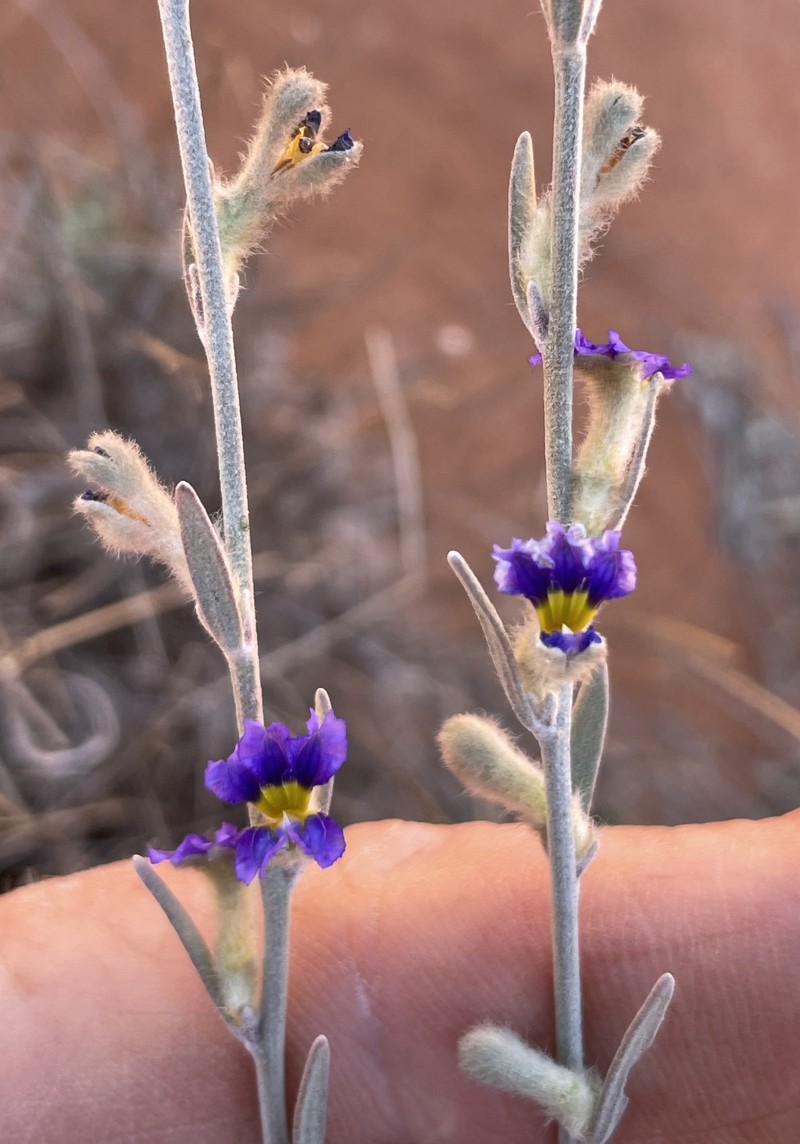 Dampiera lanceolata var. lanceolata photo 2