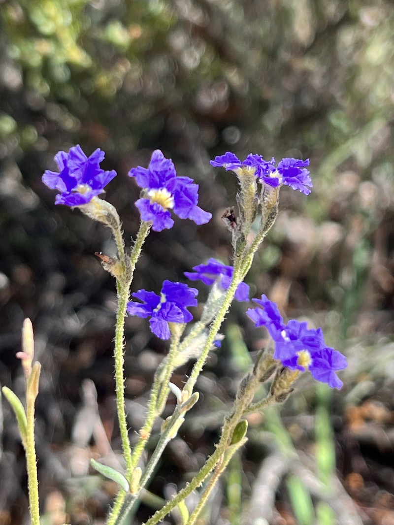 Dampiera lanceolata var. lanceolata photo 3