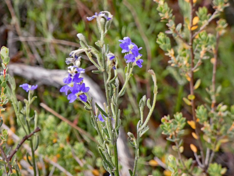 Dampiera lanceolata var. lanceolata photo 4