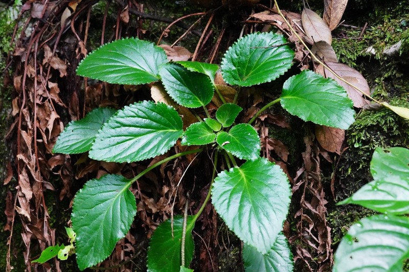 Damrongia clarkeana