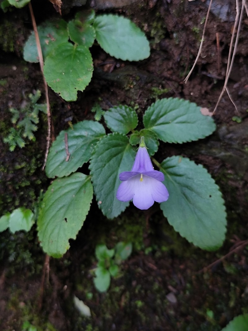 Damrongia clarkeana photo 2
