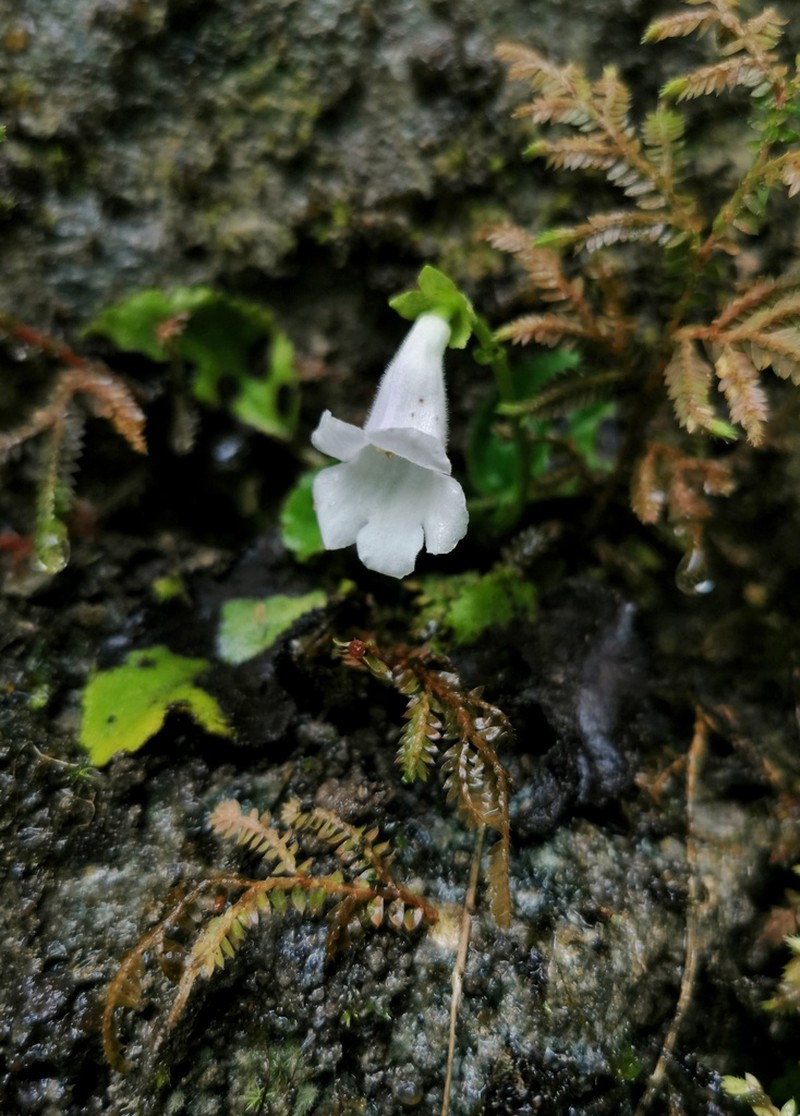 Damrongia clarkeana photo 3