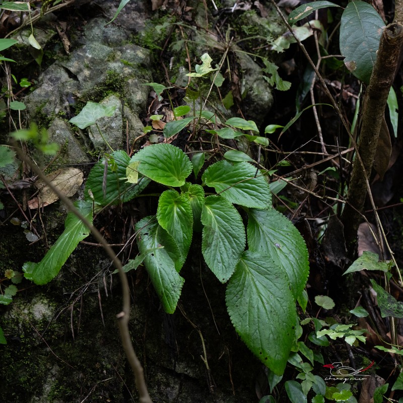 Damrongia clarkeana photo 4