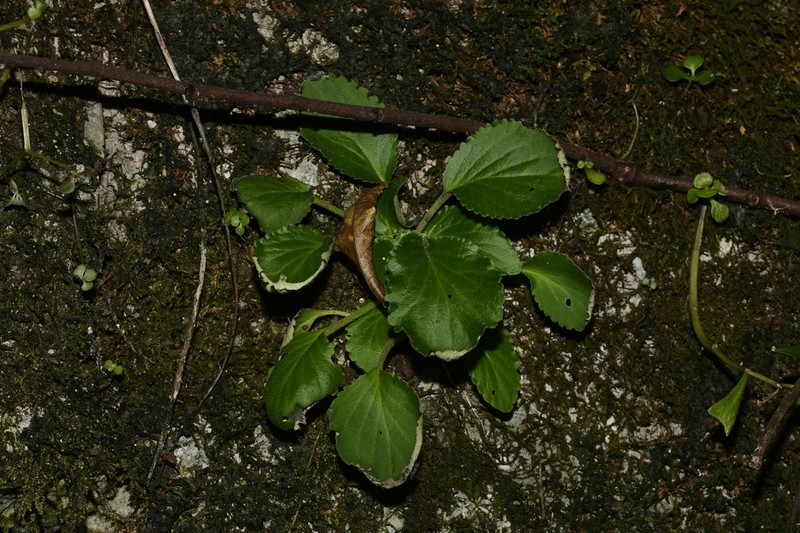 Damrongia clarkeana photo 5