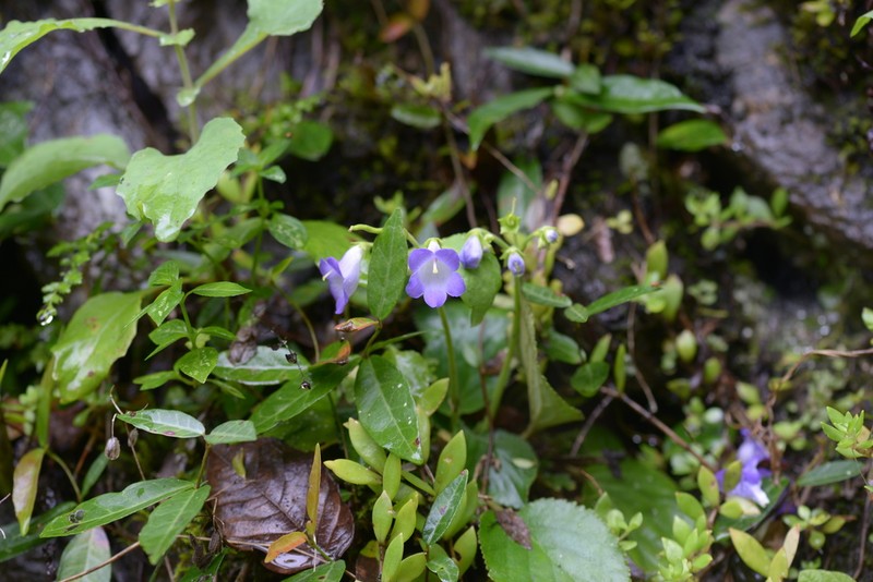 Damrongia clarkeana photo 6