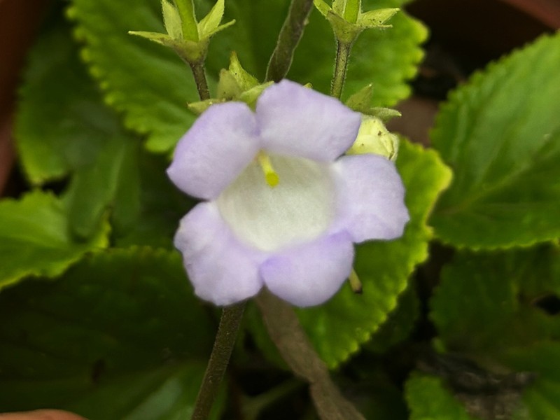 Damrongia clarkeana photo 8