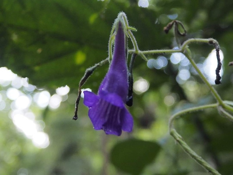 Damrongia orientalis photo 4