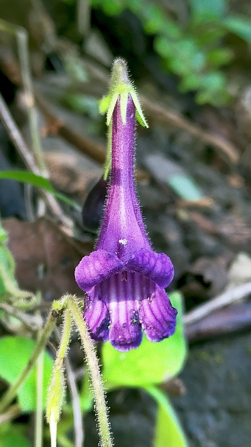 Damrongia orientalis photo 5