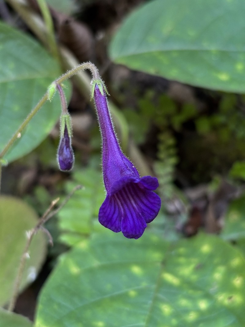 Damrongia orientalis photo 6