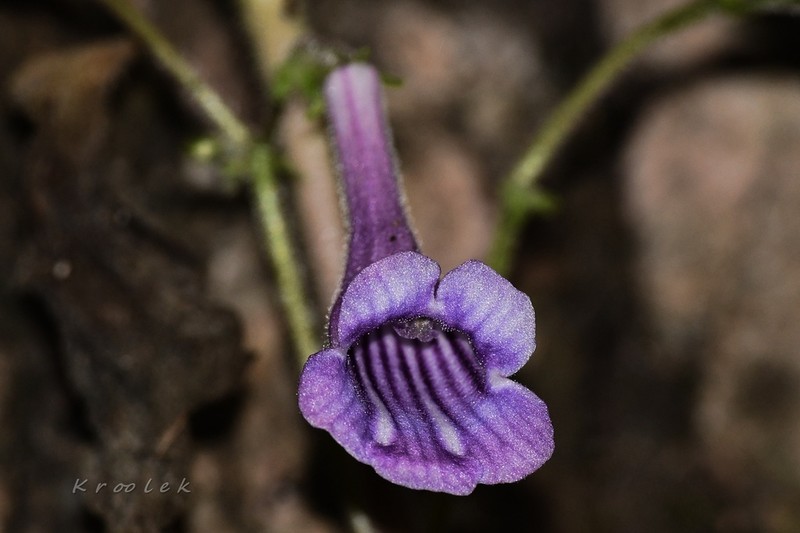 Damrongia orientalis photo 7