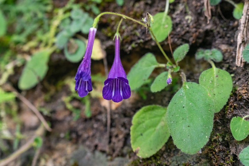 Damrongia orientalis photo 8