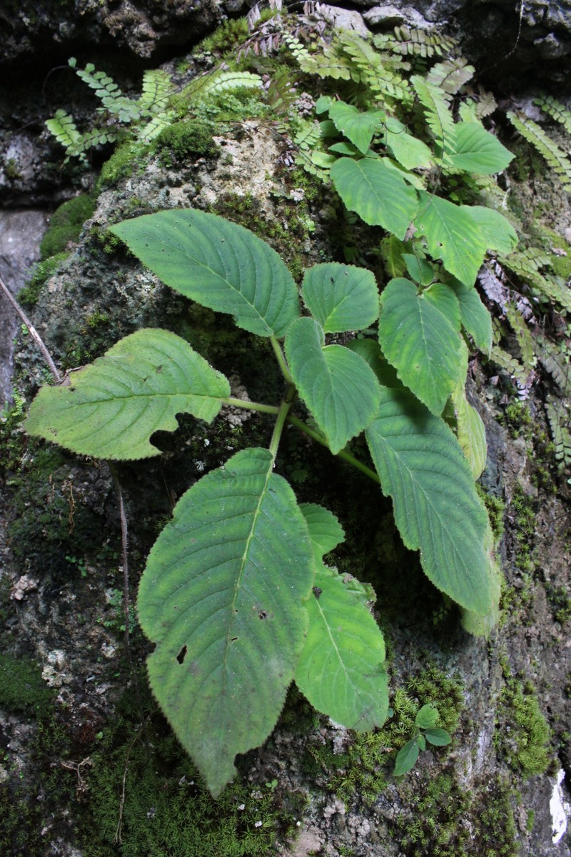 Damrongia sumatrana