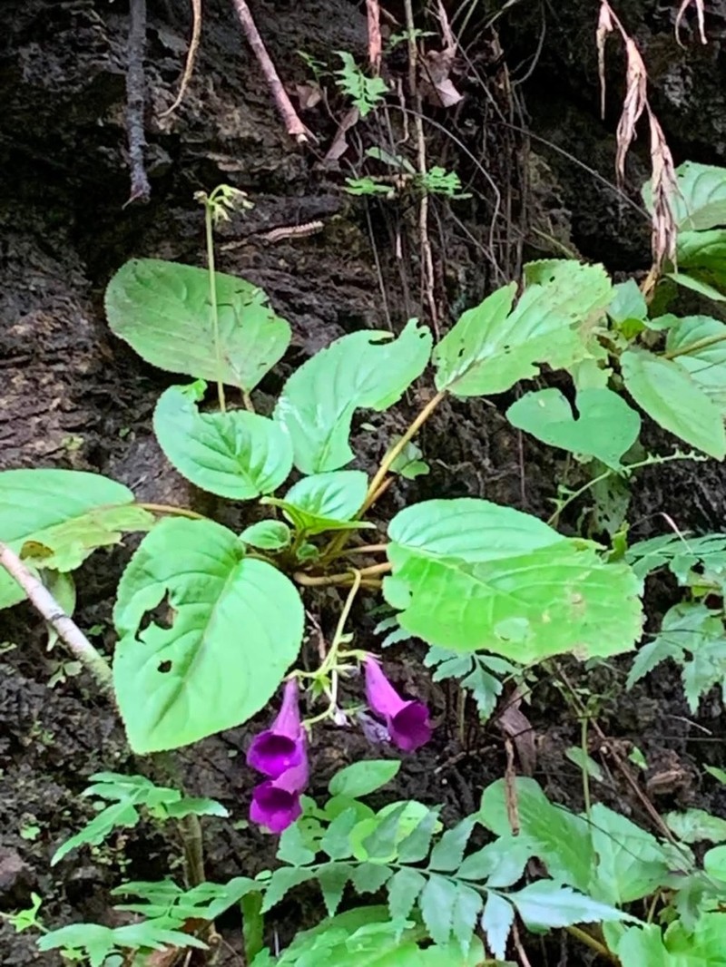 Damrongia tribounii