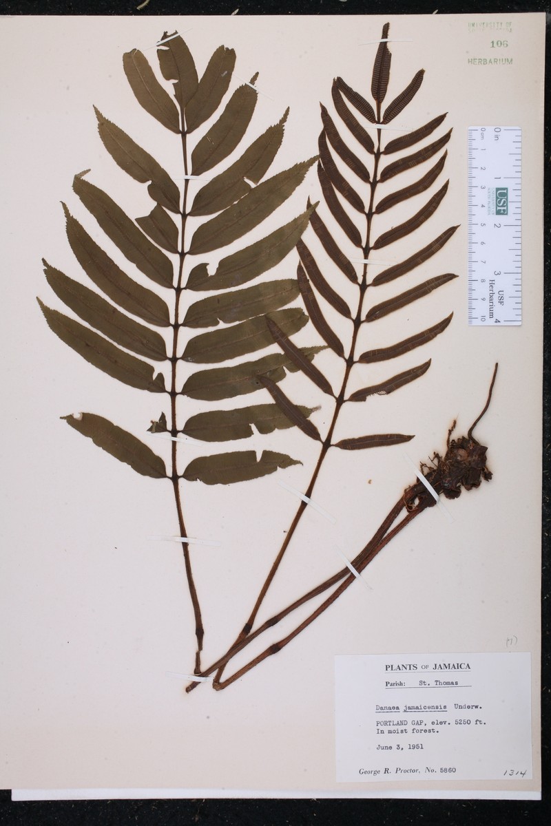 Jamaican Danafern