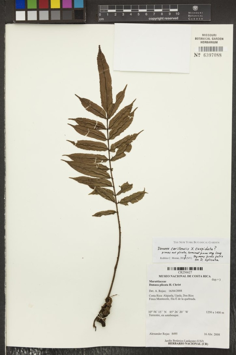 Danaea × plicata