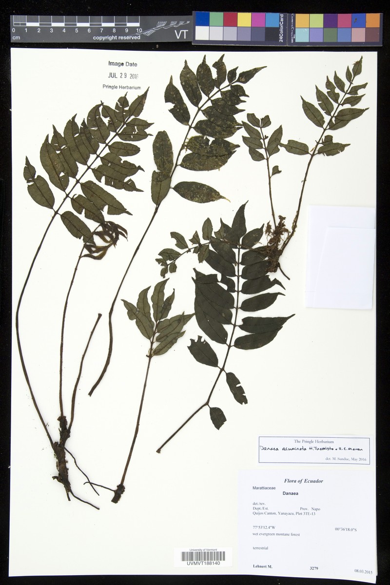 Danaea acuminata