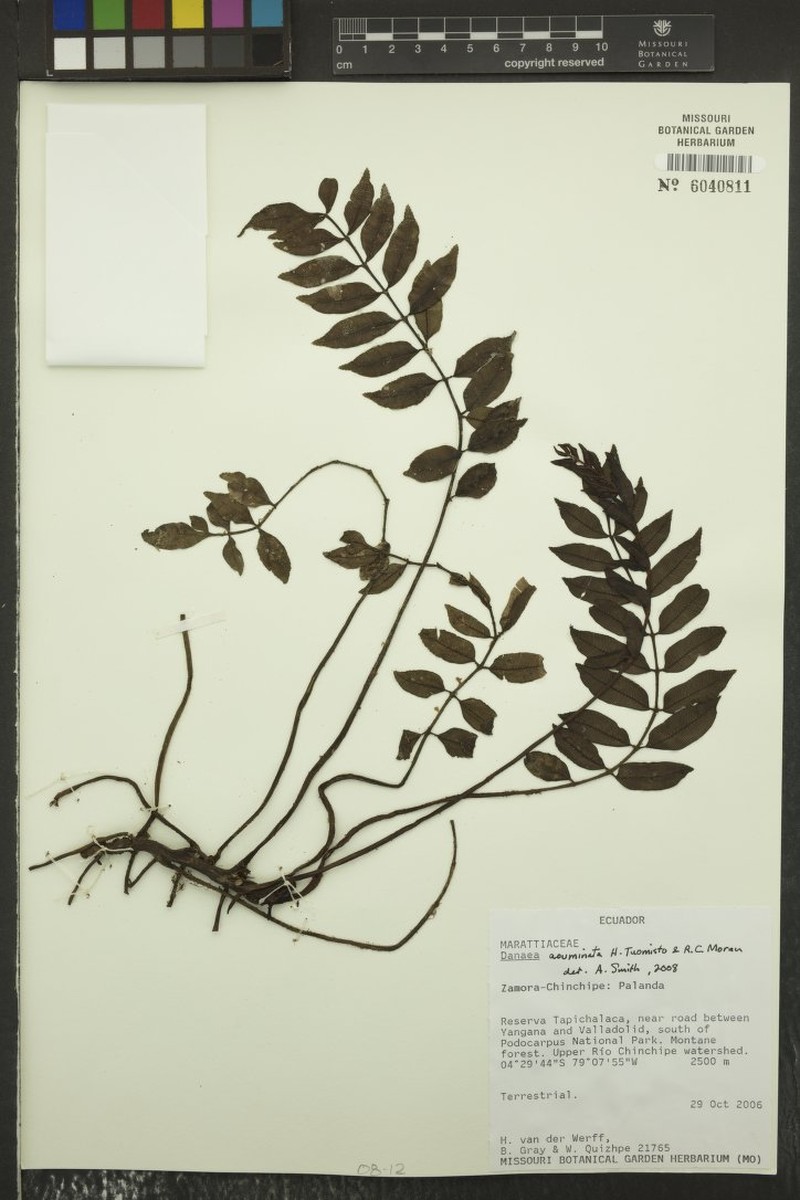 Danaea acuminata photo 2