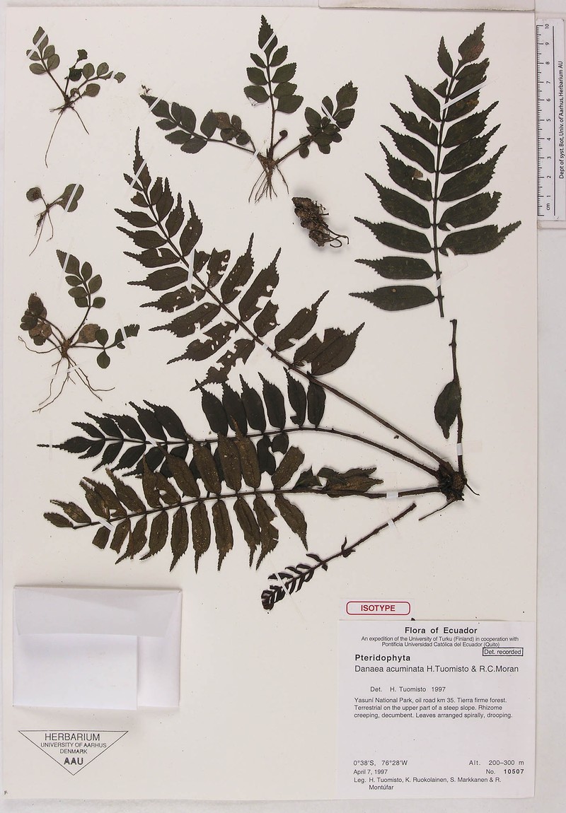 Danaea acuminata photo 3