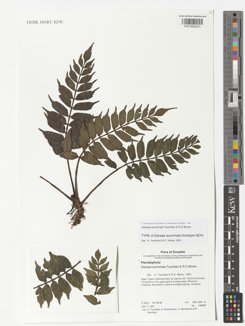 Danaea acuminata photo 4