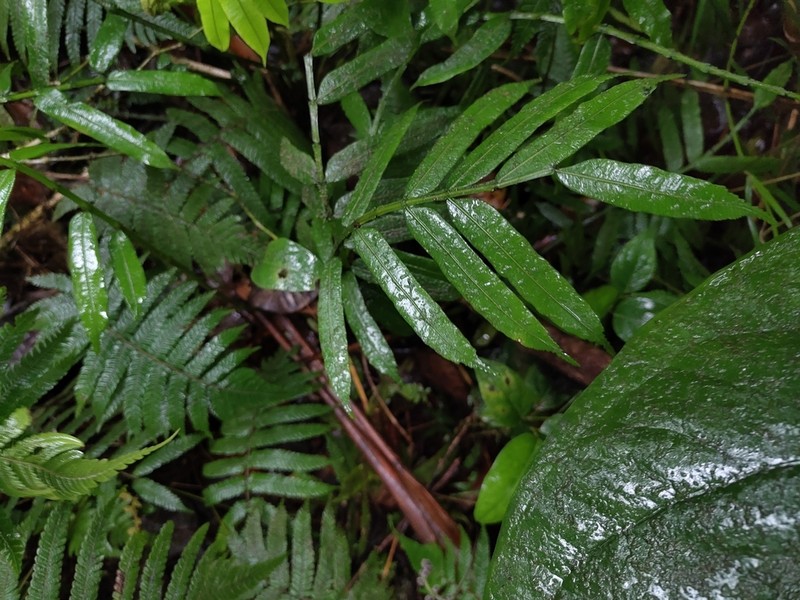 Danaea alata photo 2