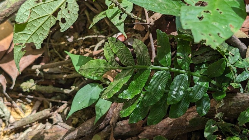 Danaea alata photo 3