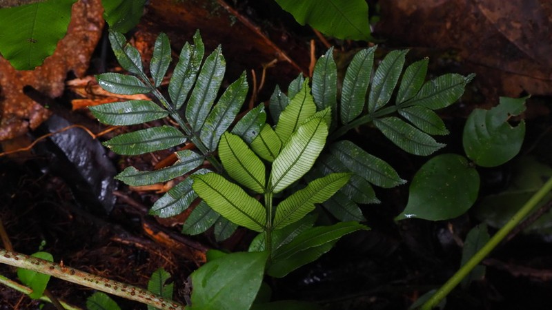 Danaea alata photo 5