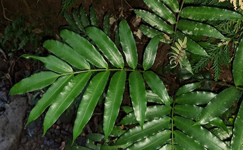 Danaea antillensis