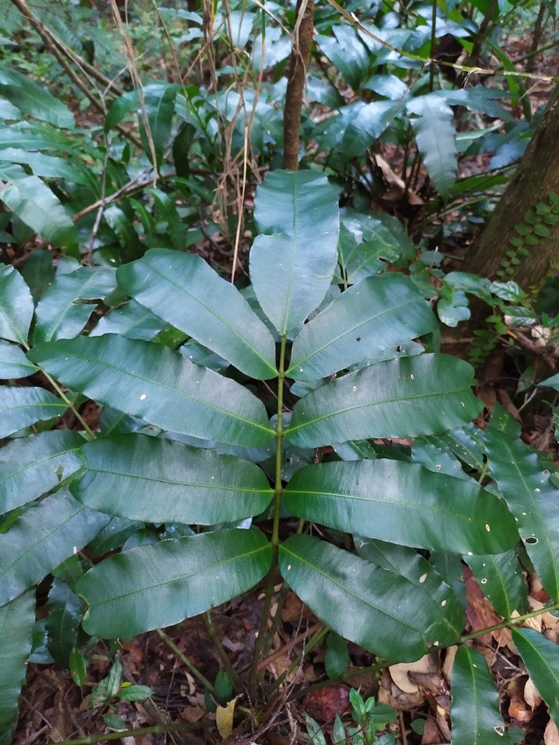 Danaea antillensis photo 5