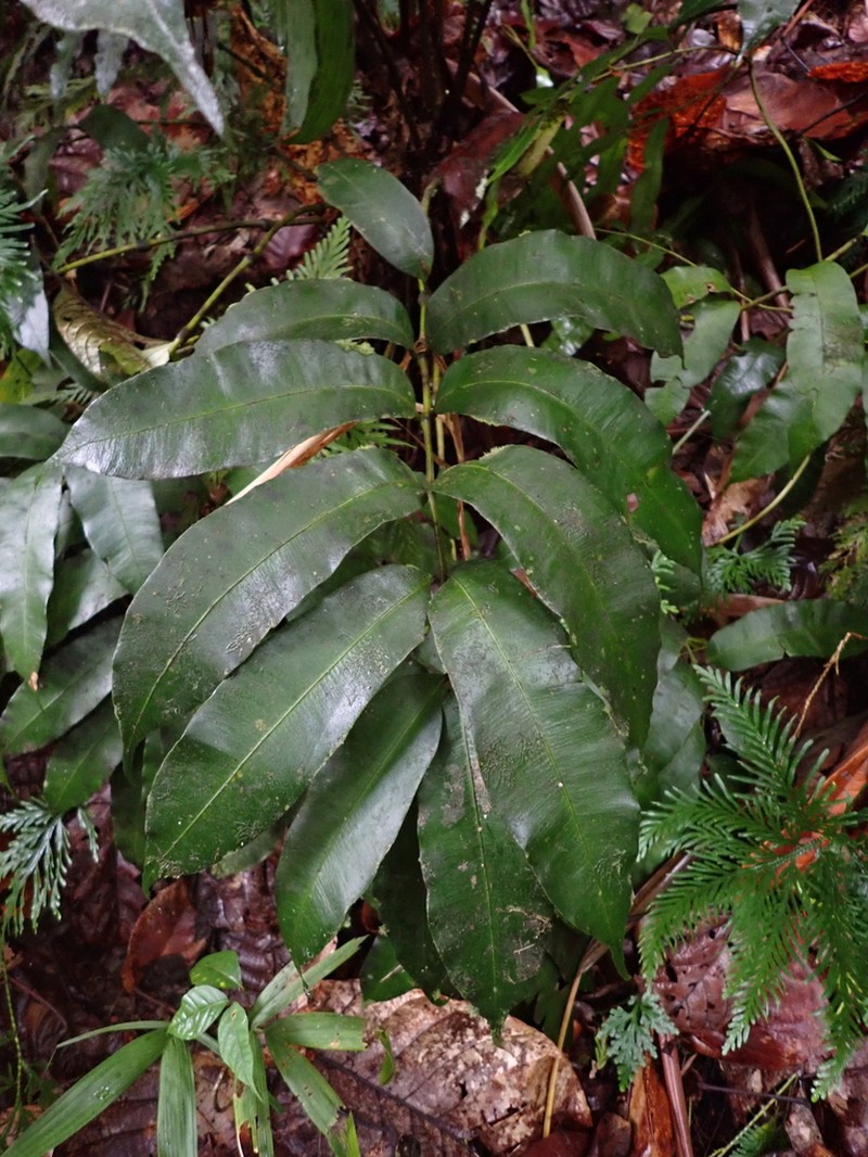 Danaea antillensis photo 6
