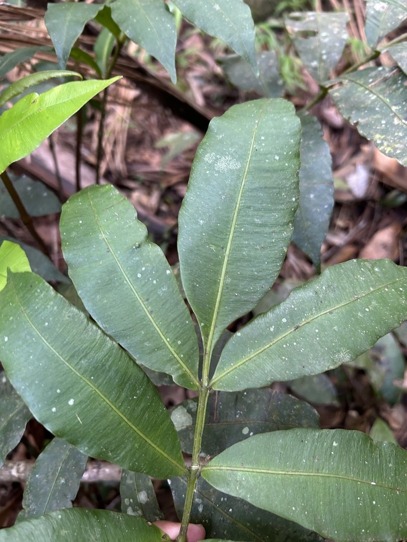 Danaea arbuscula photo 4