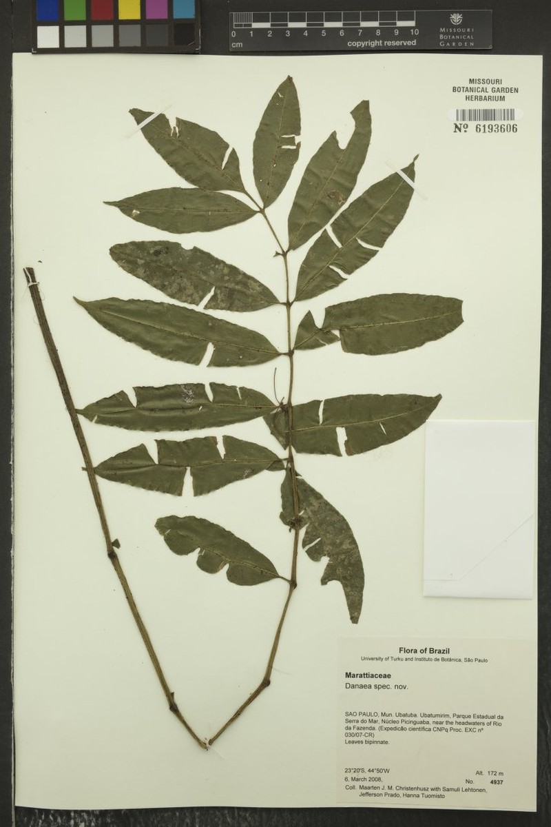 Danaea atlantica