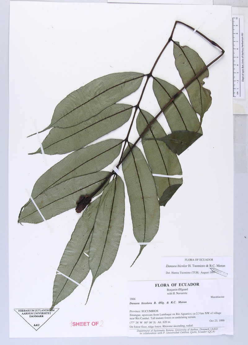 Danaea bicolor
