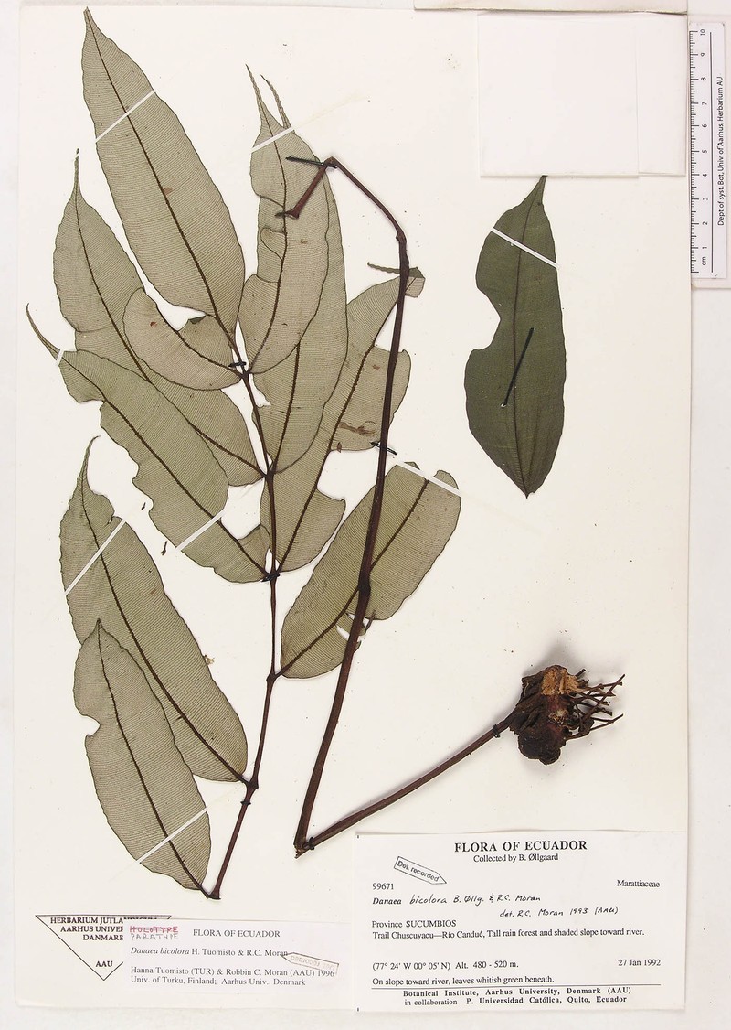 Danaea bicolor photo 2
