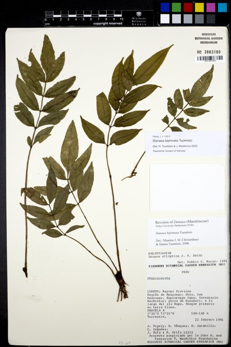 Danaea bipinnata