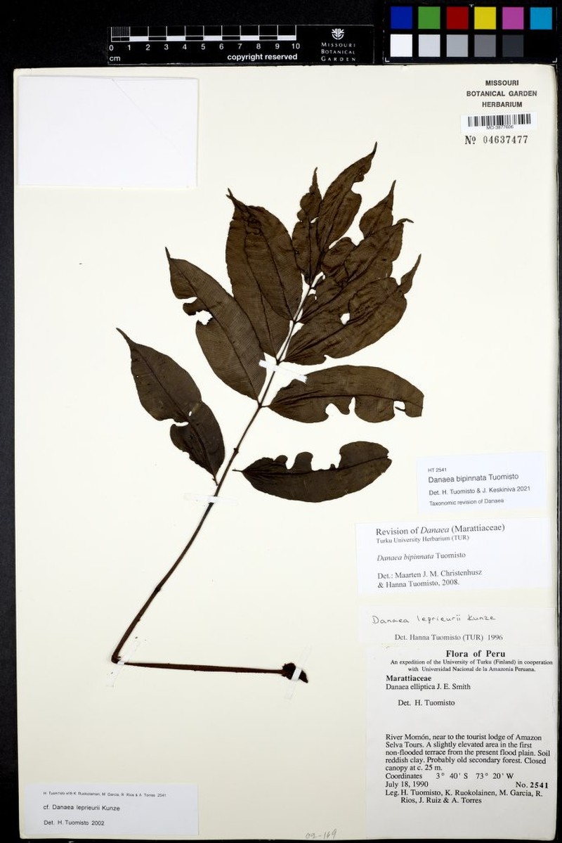 Danaea bipinnata photo 2