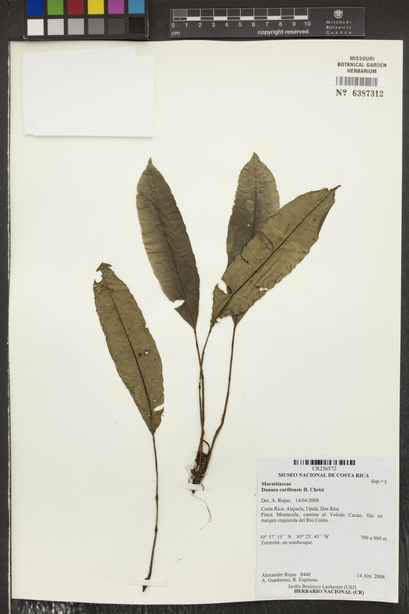 Danaea carillensis