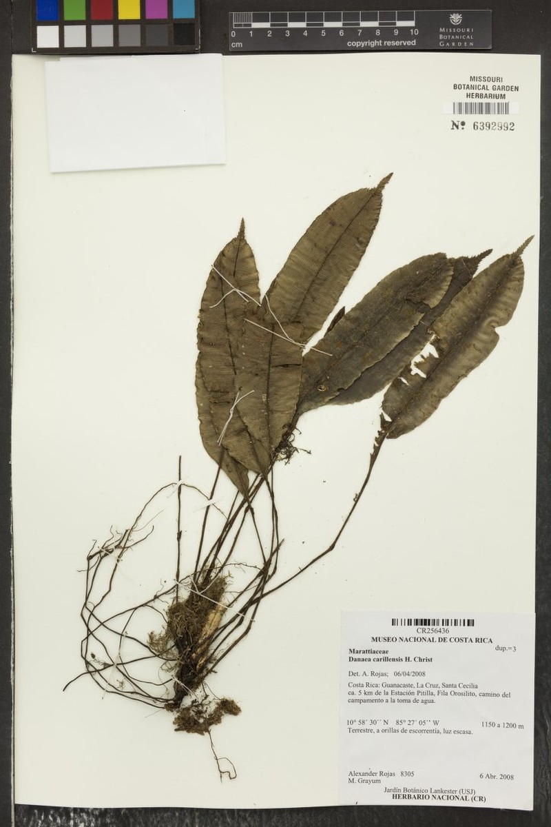 Danaea carillensis photo 2