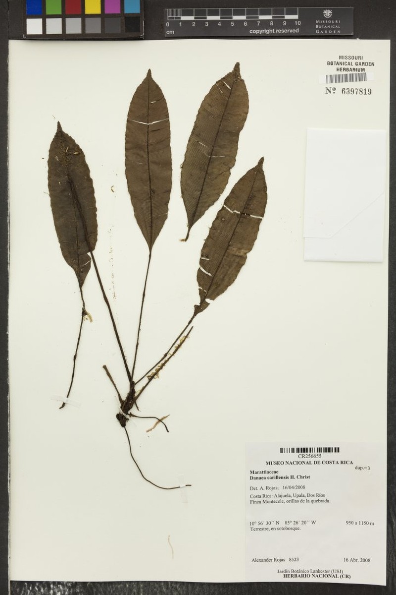 Danaea carillensis photo 3