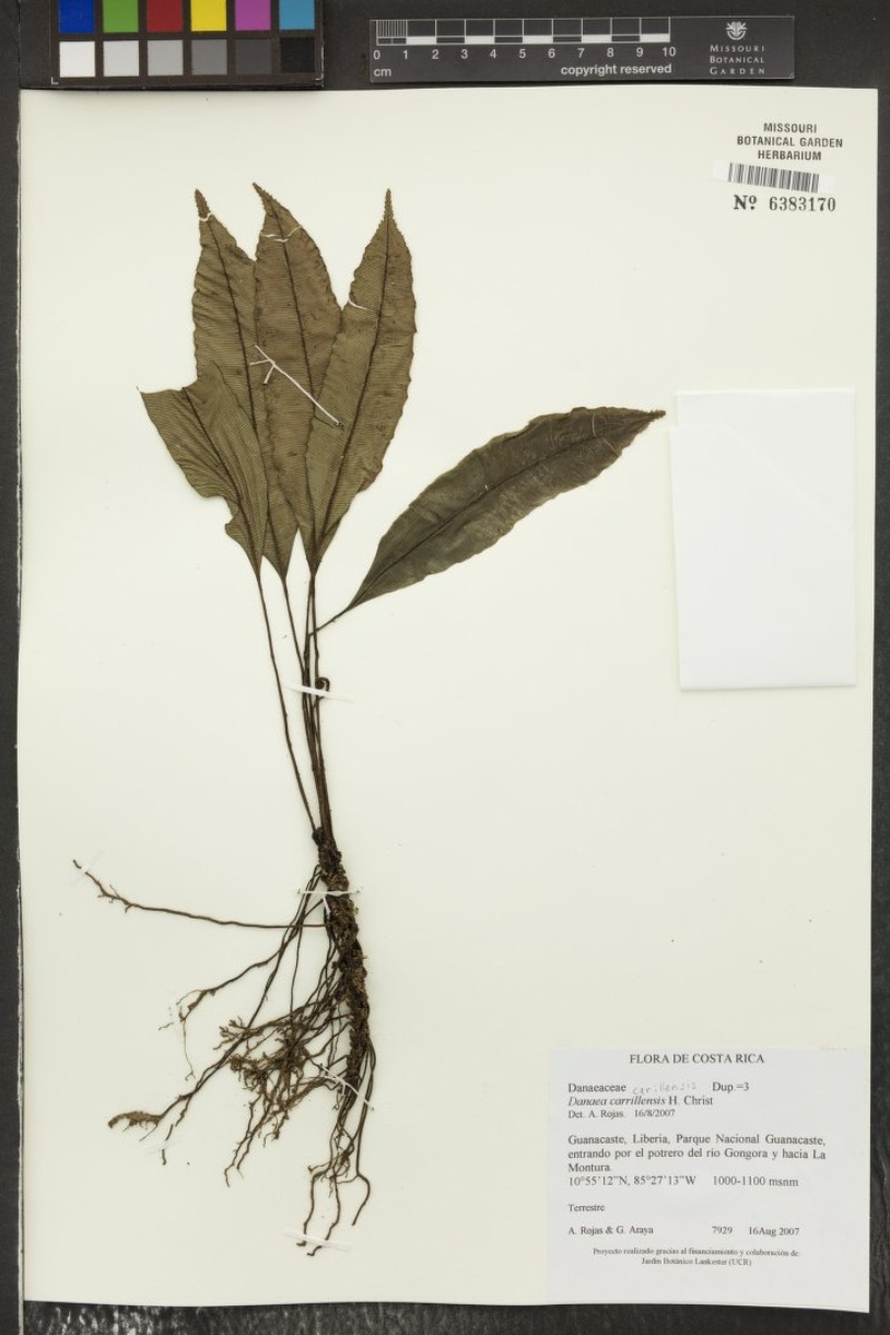 Danaea carillensis photo 4