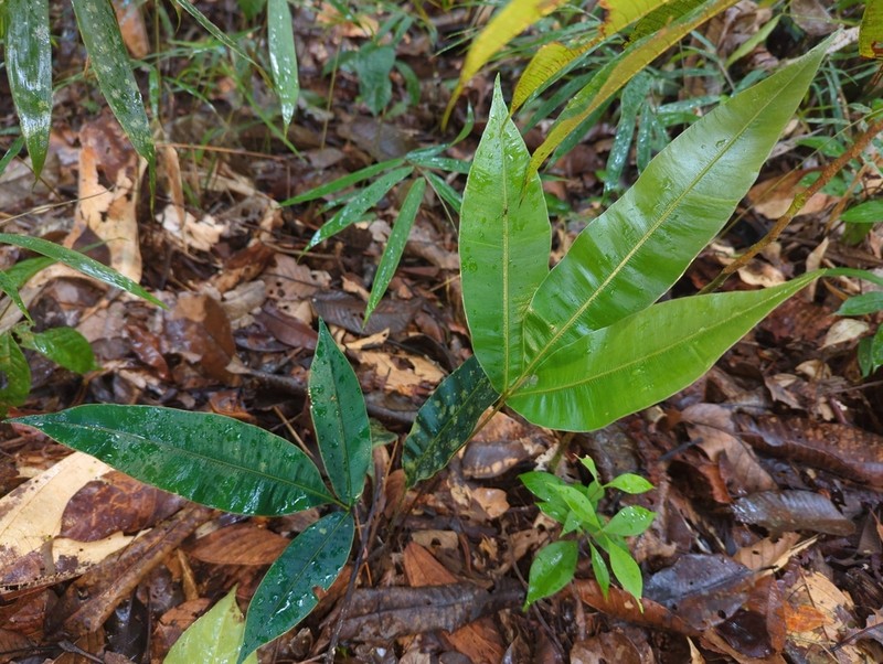 Danaea cartilaginea