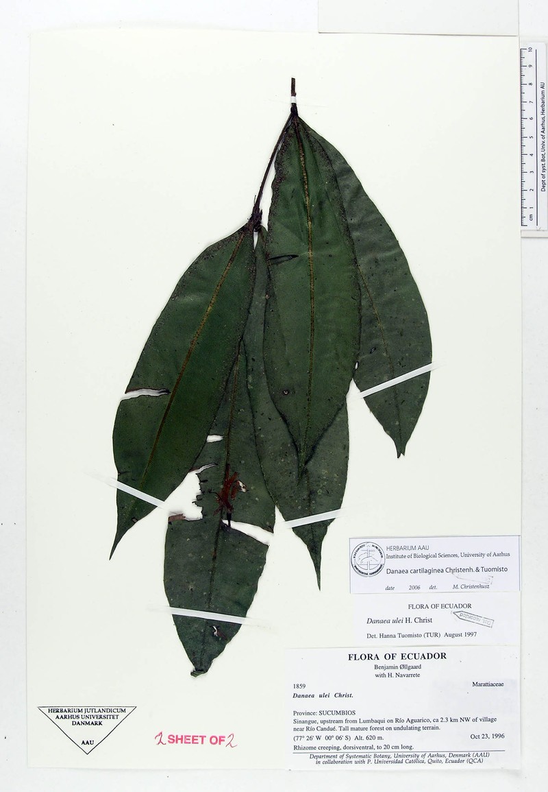 Danaea cartilaginea photo 3