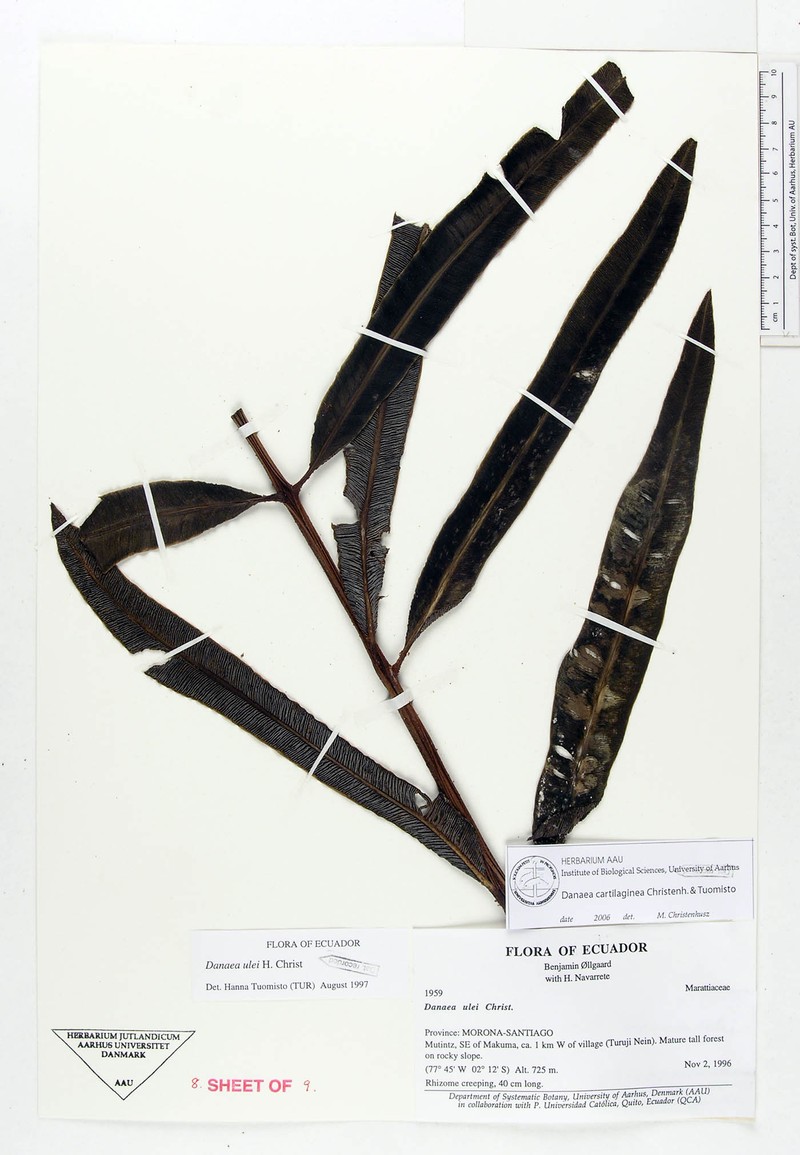 Danaea cartilaginea photo 4