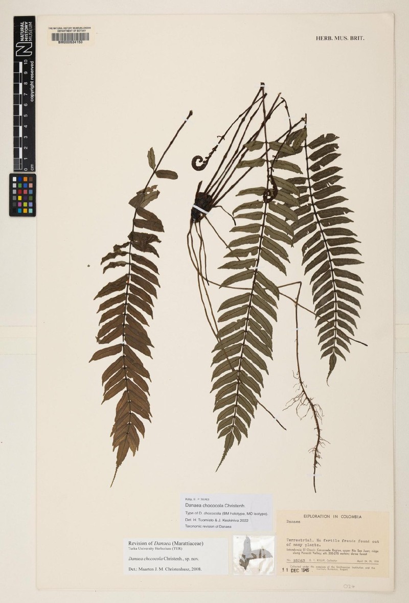 Danaea chococola