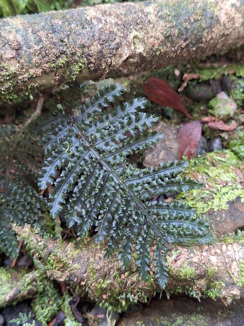 Danaea crispa photo 2