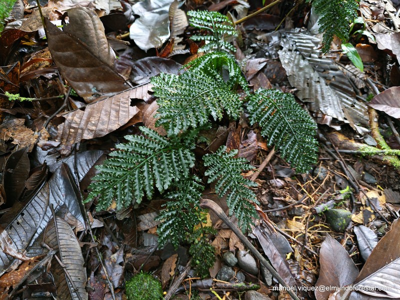Danaea crispa photo 5