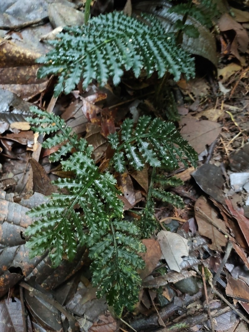 Danaea crispa photo 8