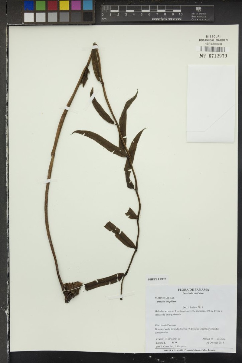 Danaea cuspidata
