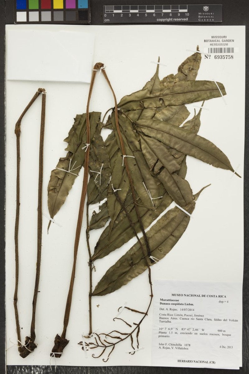 Danaea cuspidata photo 2