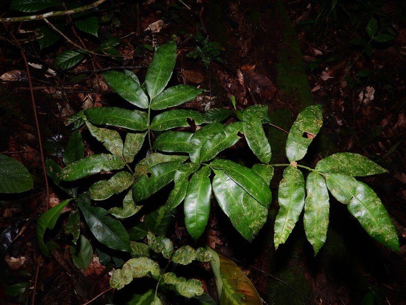 Danaea danaepinna